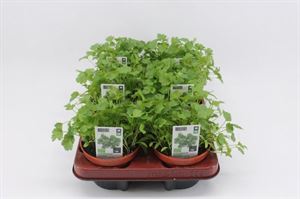 Afbeelding van Koriander